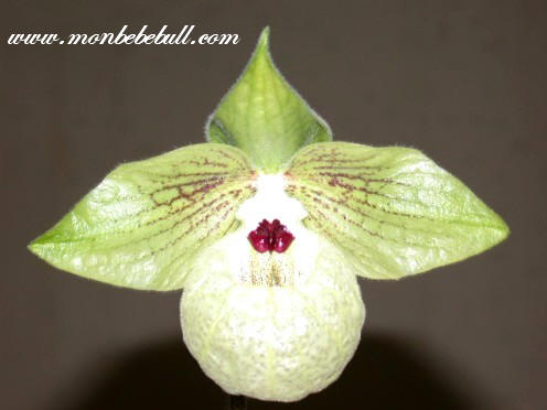 Paph malipoense.jpg